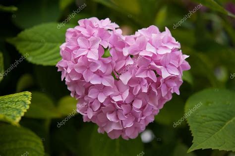 Pink hydrangea Stock Photo by ©SkSirius 79623120