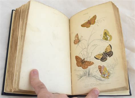 The Natural History Of British Butterflies Jardine S Naturalist S