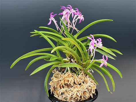 Summer Orchid Sale 2024 - New World Orchids