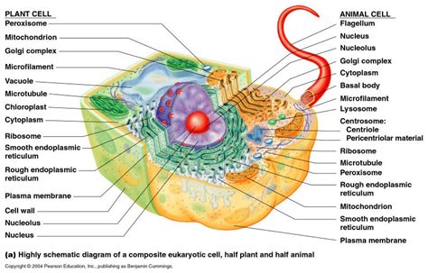 Organelles of eukaryotic cell