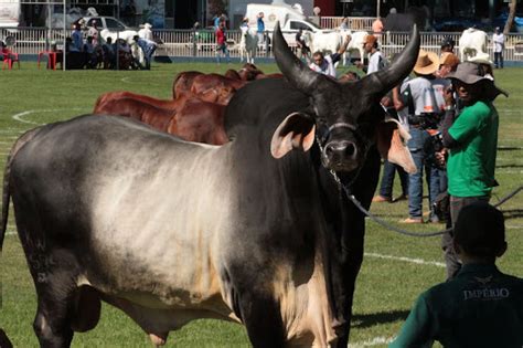 Expozebu 2024 Llega A Su Final Mostrando El Desarrollo Ganadero Y