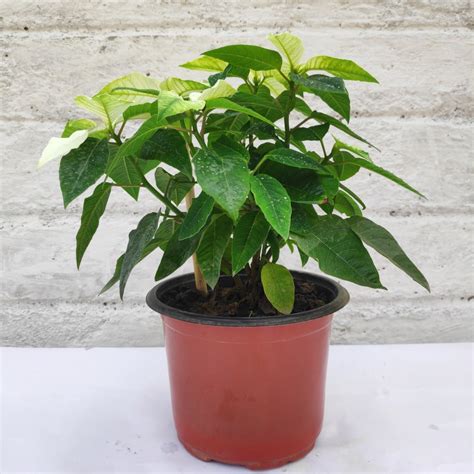 Poinsettia White Flowering Plant - Nestreeo.com