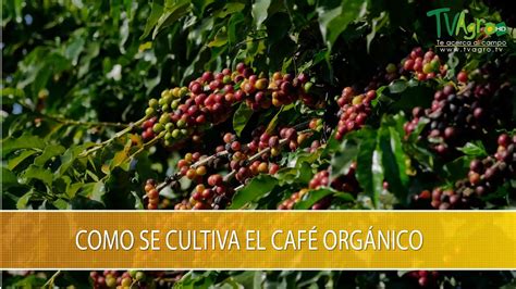 Como Se Cultiva El Cafe Organico TvAgro Por Juan Gonzalo Angel