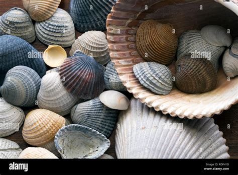 Seashells Collected From The Beach At Gulf Shores Orange Beach And