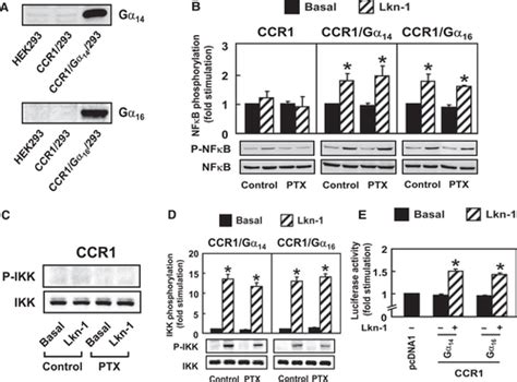 Ccr1‐mediated Activation Of Nuclear Factor‐κb In Thp‐1 Monocytic Cells