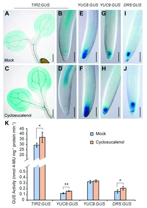 Cycloeucalenol Enhances Auxin Biosynthesis Genes And Dr5gus Auxin