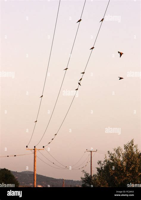 Birds on telegraph wire Stock Photo - Alamy