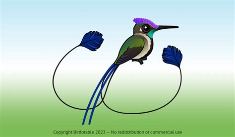 Meet the Cute Marvelous Spatuletail of Peru | Birdorable Birds