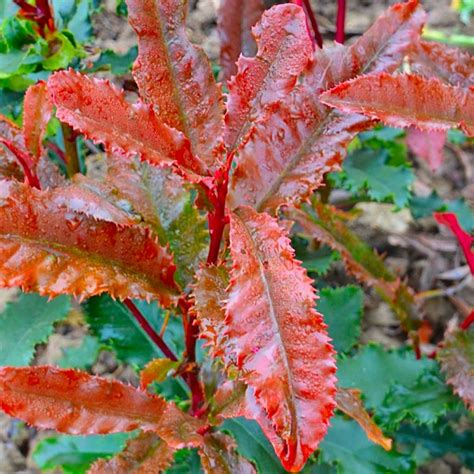 Photinia Carre Rouge Red Robin Shrub Garden Plants And Flowers