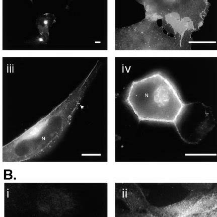 The CAAX Motif Targets Proteins to the Endomembrane System (A) COS-1 ... 