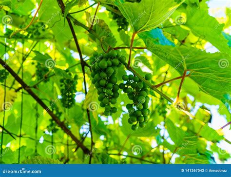 Uvas Verdes De Amadurecimento Que Penduram Nos Ramos Das Uvas Imagem De