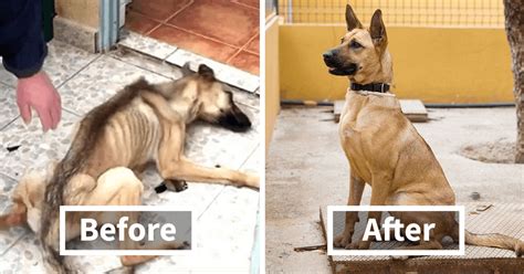 20+ Pictures Of Dogs Before And After Being Rescued That Will Melt Your ...