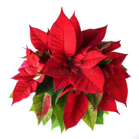 Red And Green Poinsettia Plant For Christmas Isolated On White