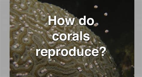 How Do Corals Reproduce Global Foundation For Ocean Exploration