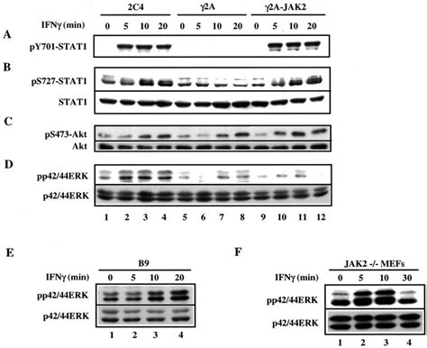 JAK2 Is Required For IFNinduced Serine And Tyrosine Phosphorylation Of