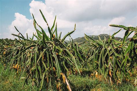 «Dragon Fruit Farm» del colaborador de Stocksy «Pansfun Images» - Stocksy