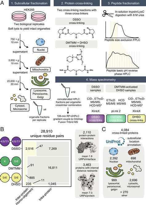 Cross Linking Mass Spectrometry Discovers Evaluates And Corroborates