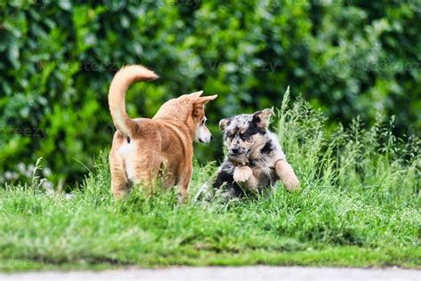 Cute dogs playing 22737677 Stock Photo at Vecteezy