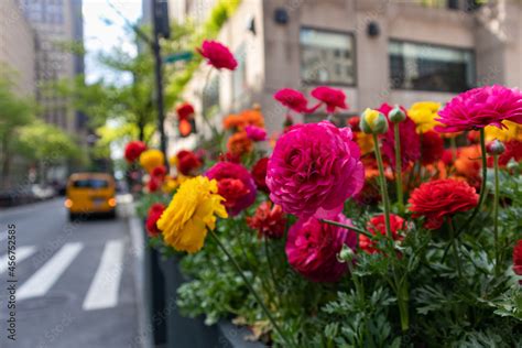 Colorful Flowers Along A Street In Midtown Manhattan During Spring In