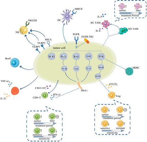 Frontiers Changes Of Tumor Microenvironment In Non Small Cell Lung