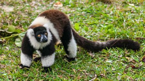 Le lémurien de Madagascar - Un animal emblématique