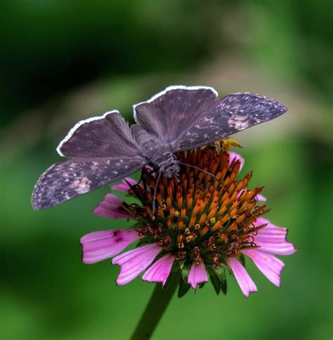 Funereal Duskywing Macro Close Up Critiques Nature Photographers