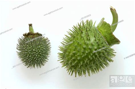 Thorn Apple Fruits Datura Stramonium Stock Photo Picture And