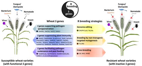 Agriculture Free Full Text Susceptibility Is New Resistance Wheat