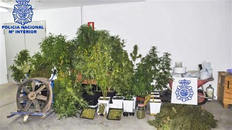 Descubren Una Plantaci N De Marihuana En Ciudad Real Tras Acudir A Una