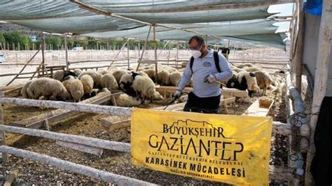 Gaziantep Te Kurban Bayram Ncesi Kurban Kesim Noktalar Ila Land