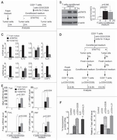 Inhibition of STAT3 activation decreases immune suppressive cytokines ...