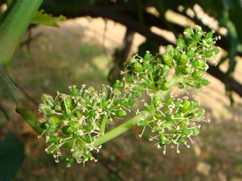 Grape flowers stock photo. Image of agriculture, flowers - 73347458