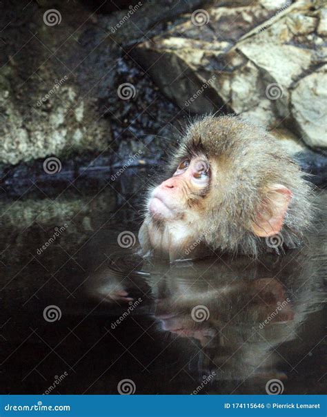 Hot Bath For Snow Monkeys In Jigokudani Monkey Park In Nagano Japan Stock Photo Image Of Cold