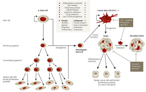 Tumor Spheroid Formation Assay