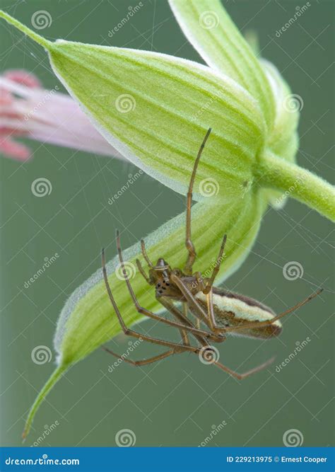 P Juvenile Long Jawed Orb Weaver Spider Tetragnatha Versicolor