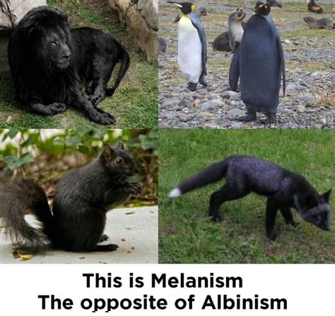 Melanism