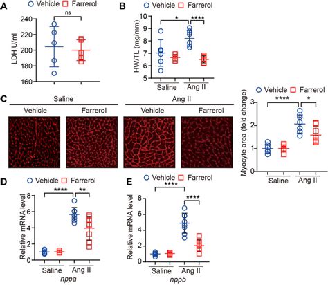 Frontiers Farrerol Prevents Angiotensin Ii Induced Cardiac Remodeling