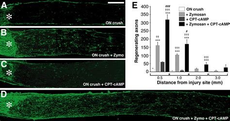 Long Distance Axon Regeneration In The Mature Optic Nerve