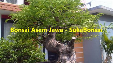 Bonsai Asam Jawa Termahal Aneka Ragam Bentuk Bonsai