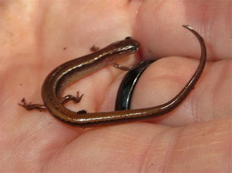 Hillis S Dwarf Salamander From Macon County Al Usa On March