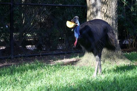 Cassowary - The Curious Dangerous Bird