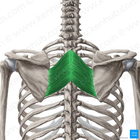 Rhomboid muscles | Muscle anatomy, Anatomy, Muscle