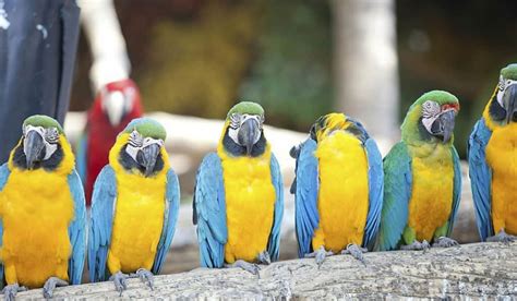 Blue-And-Gold Macaw Guide: Pet Perfection or Challenge? - Spark Lark