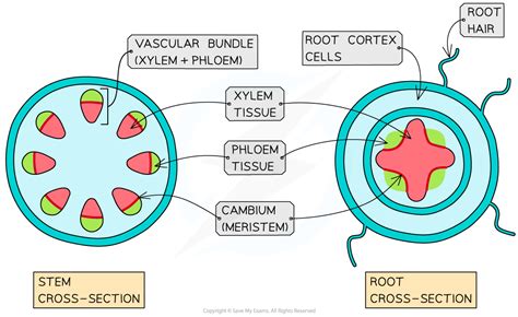 Ib Dp Biology Hl Plant Growth