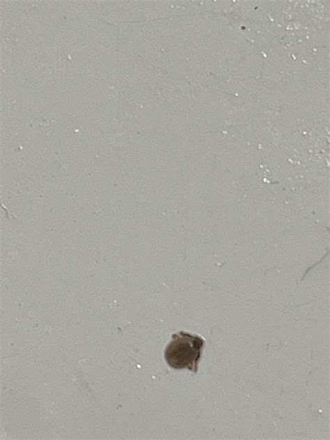 Possible Lyme infection, I have been dealing with bad head ache, brain