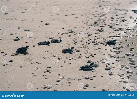 Tiro Em Close De Pequenas Tartarugas Marinhas Na Praia Foto De Stock