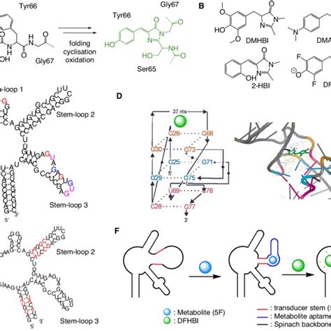 Atp And Adenosine Detection By Aptamers And Split Aptamers A Rna And