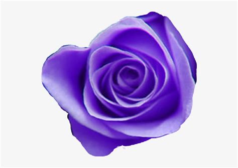 Tumblr Purple Aesthetic Purpleaesthetic Purpleflowermix - Purple Roses ...