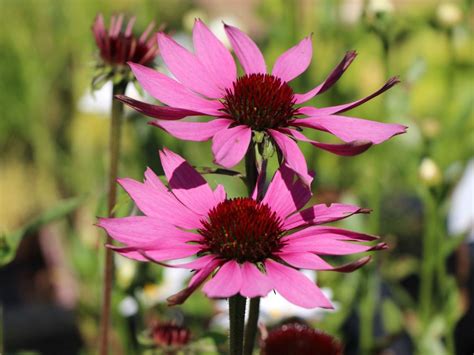 Echinacea Purpurea Prairie Splendour Rode Zonnehoed De Tuinen Van