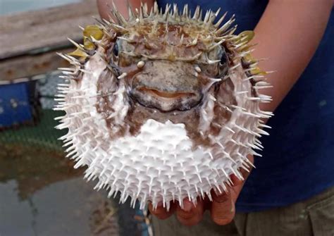 Japanese Poisonous Fugu Fish Recipe | Travel Food Atlas